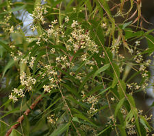 Azadirachta indica neem for sale  Walterboro