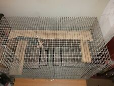 Large chinchilla chipmunk for sale  UK