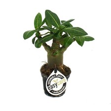 Exotenherz mini wüstenrose gebraucht kaufen  Zweibrücken
