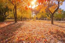 Sugar maple tree for sale  Russell