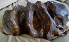 Rare mesquite burl for sale  Hadley