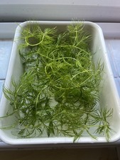 Hornwort live aquarium for sale  PRESTON