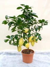 Juicy lemon tree for sale  ROCHDALE