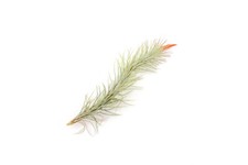 Air plant tillandsia for sale  Saint Augustine