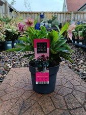 Hellebore amber pot for sale  LARGS