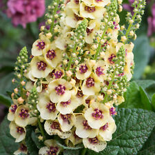 Verbascum dark eyes for sale  UK