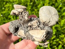 Double florida fossil for sale  Coppell