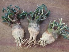 Adenia spinosa 1pcs for sale  Shipping to United Kingdom