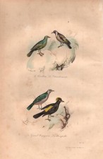 Stampa antica uccelli usato  Lecco
