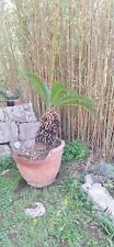 Cycas revoluta altezza usato  Castellana Grotte