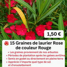 Graines laurier rose d'occasion  Ligueil
