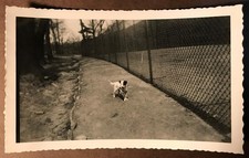 Vintage photo dog for sale  Forest City