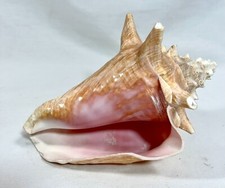 Large pink 7.5 for sale  Roswell