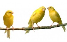 Sticker canaris d'occasion  Saint-Gilles