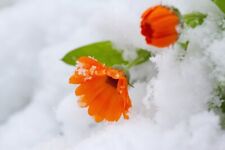 Schneekrokusse range krokusse gebraucht kaufen  Kaiserslautern