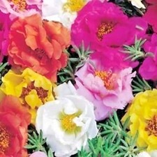 501 portulaca rose for sale  Wichita