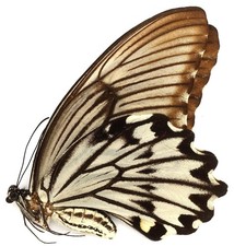 Papilio jordani female gebraucht kaufen  München