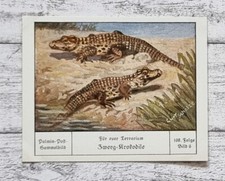 Zwerg krokodil terrarium gebraucht kaufen  Gießen