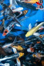 Assorted butterfly fin for sale  Claudville