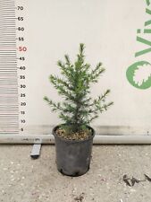 Cedrus atlantica vaso usato  Altamura