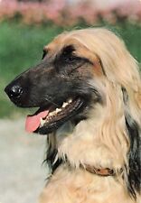 Afghan hound dog for sale  Bella Vista