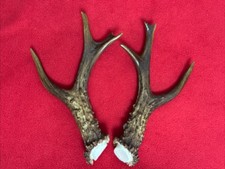 Pair fancy roe for sale Pair fancy roe for sale  DUNDEE