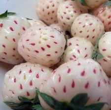 Strawberry white carolina for sale  Wadsworth