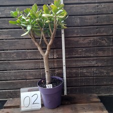 Geldbaum pfenningbaum crassula gebraucht kaufen  Remseck am Neckar