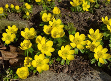 Winterling eranthis cilicica gebraucht kaufen  Sontra