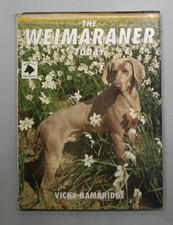 The weimaraner today usato  Bologna