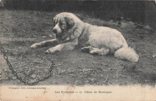 Pyrenees mountain dog d'occasion  Expédié en Belgium