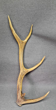 Bois cerf trophée d'occasion  France