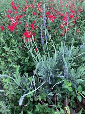 Butterfly bushes combo for sale  Sunnyvale