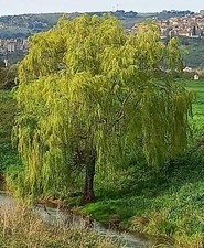 Salix alba subsp. usato  Napoli