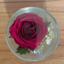 Rosen glas gebraucht kaufen  Griesheim