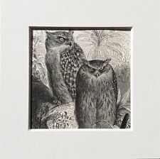 Indian fish owl for sale  NORWICH