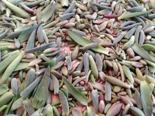 One pound succulent for sale  Temecula