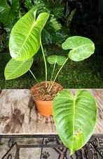 Anthurium veitchii king for sale  Hollywood