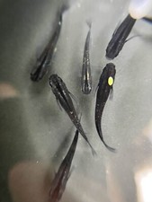 Black glitter medaka for sale  Magnolia