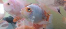 Midas cichlid king for sale  Buena Park