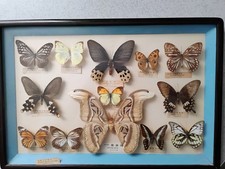 Vintage butterfly entomology for sale  Archer