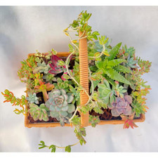 Succulent plants collection for sale  Houston