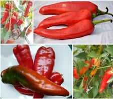 Spitzpaprika paprika ungarn gebraucht kaufen  München