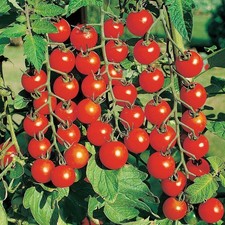 Piccolo red cherry for sale  AYLESBURY