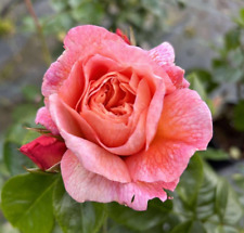 fragrant roses for sale fragrant roses for sale SPALDING