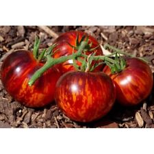 Semi pomodoro regina usato  Reggio Calabria