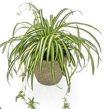 Chlorophytum comosum spider for sale  Lakehead