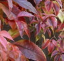 Parthenocissus quinquefolia en for sale Parthenocissus quinquefolia en for sale  CRANBROOK