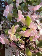 Tradescantia rooted callisia for sale  DARWEN