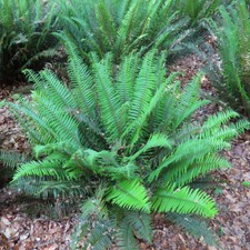fern plants sword for sale fern plants sword for sale Marysville